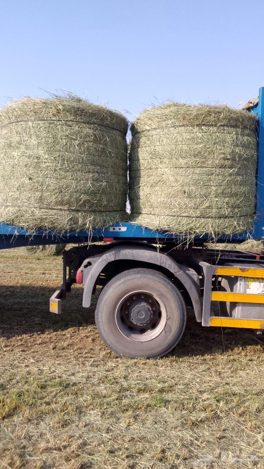 لفان رودس البيع64533119041795112