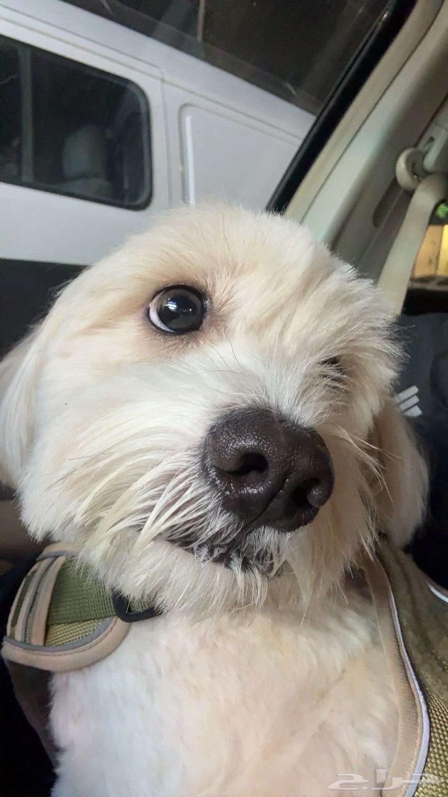 Maltese and Chihuahua Dog64534141920386112