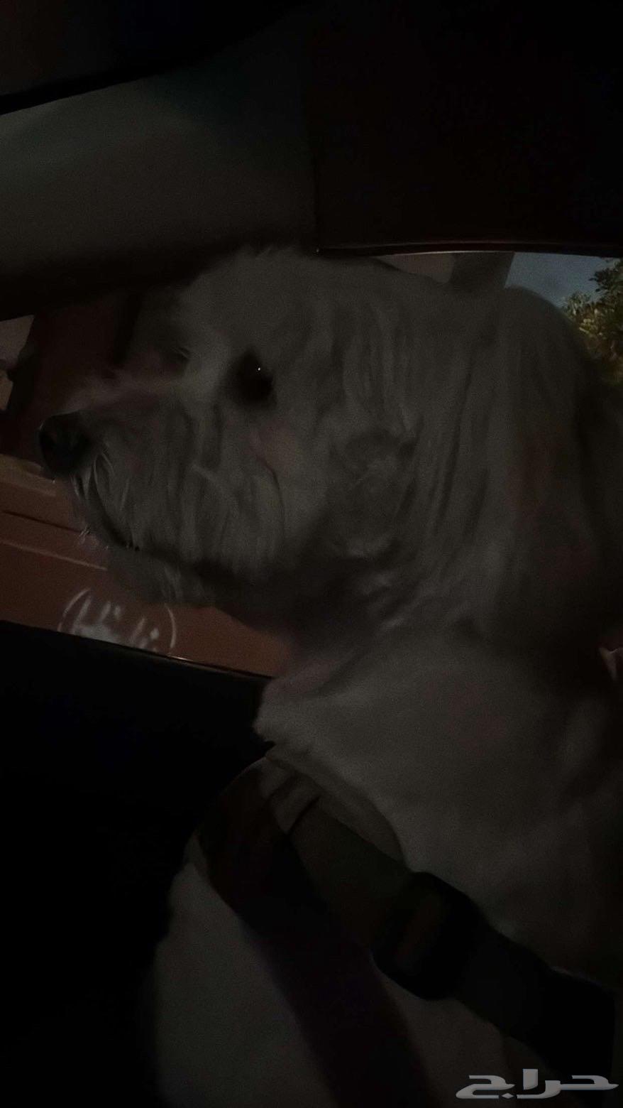 Maltese and Chihuahua Dog64534141920386113