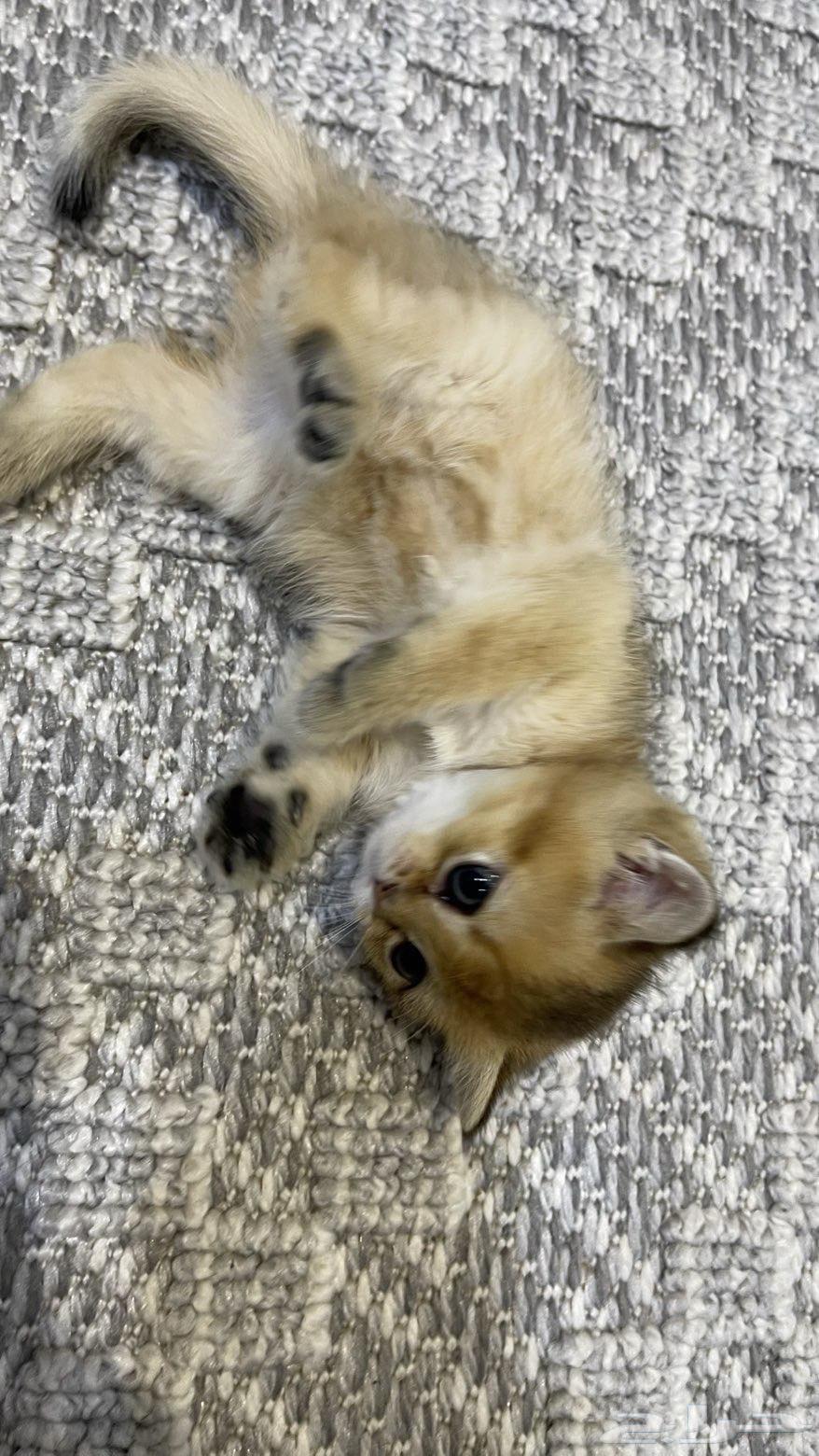 قطط سكوتش وبريتش كتنز للبيع64532437960195111