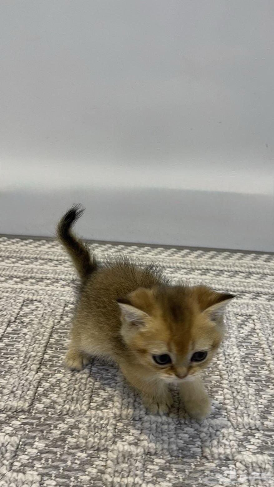 قطط سكوتش وبريتش كتنز للبيع64532437960195110