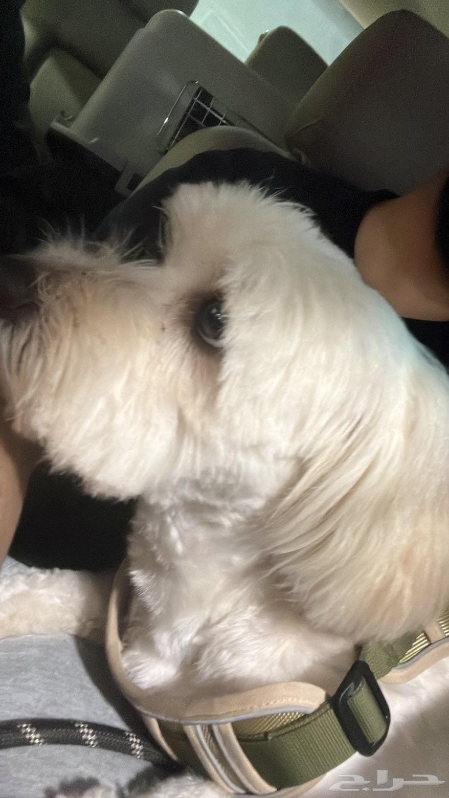 Maltese and Chihuahua Dog64534141920386111