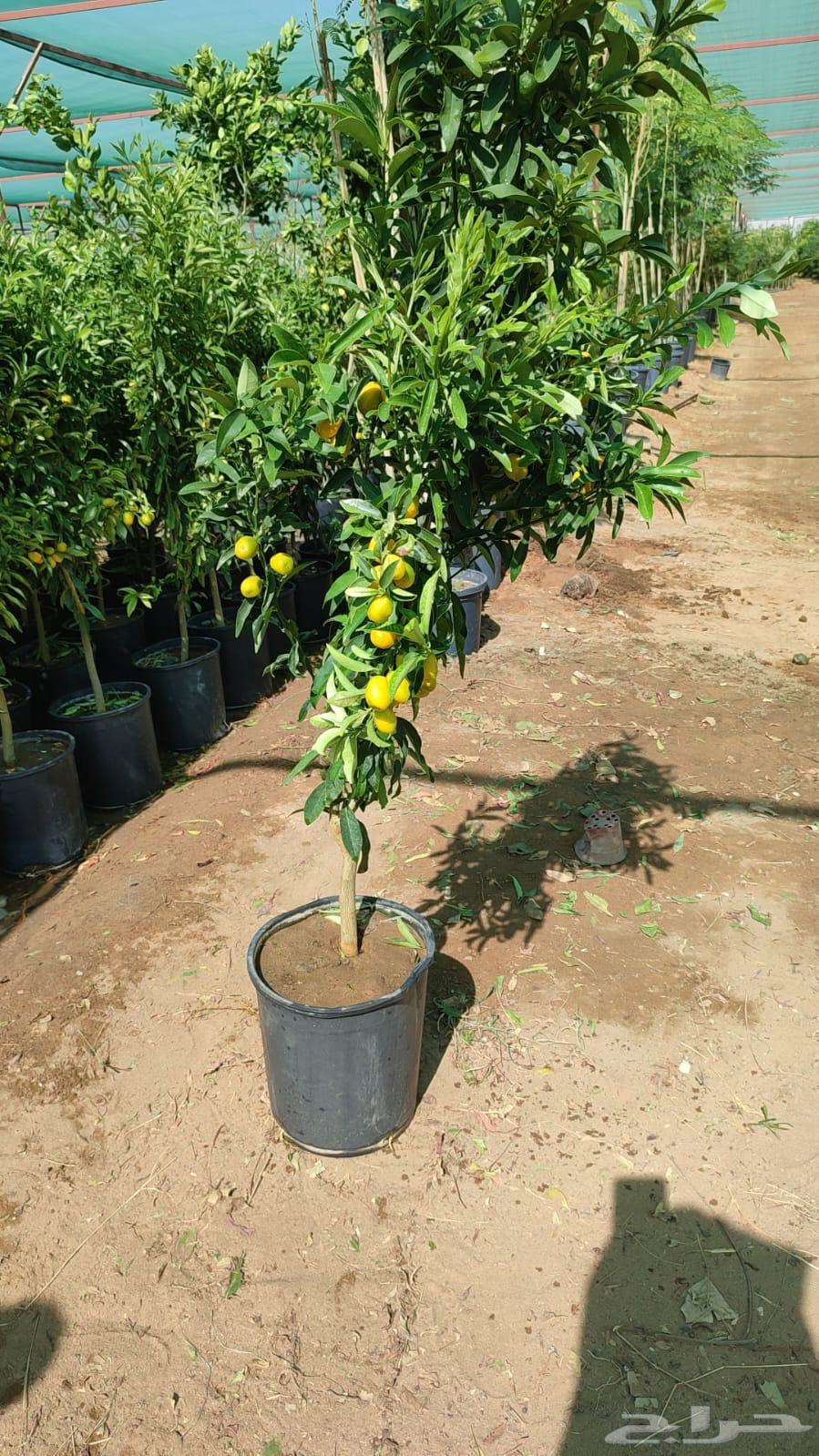 Ghurass Nurseries64530177231875111