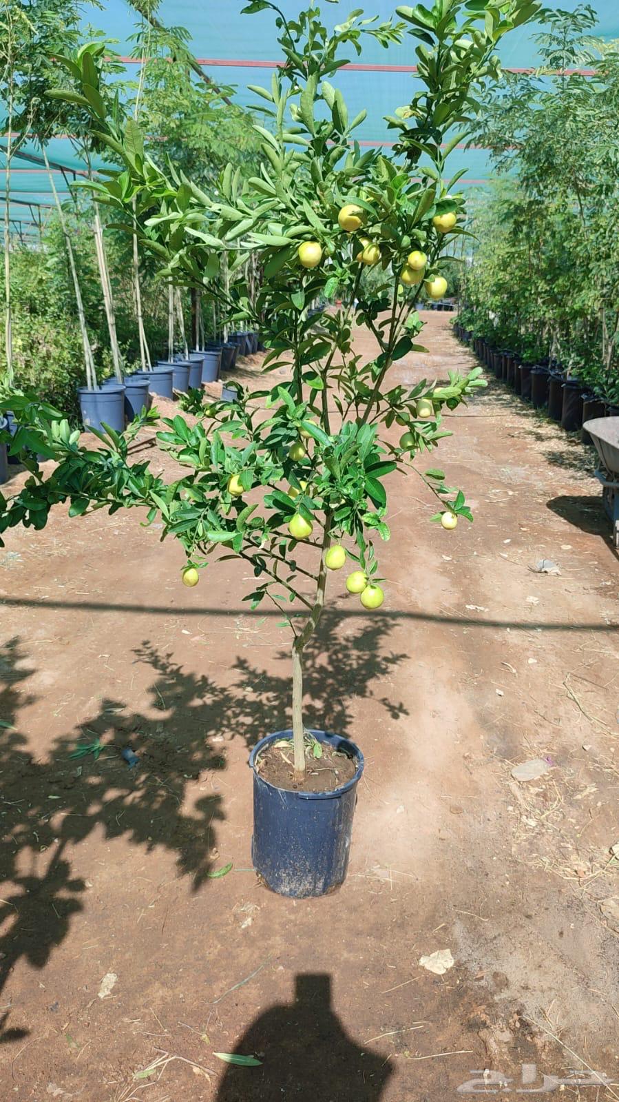 Ghurass Nurseries64530177231875112