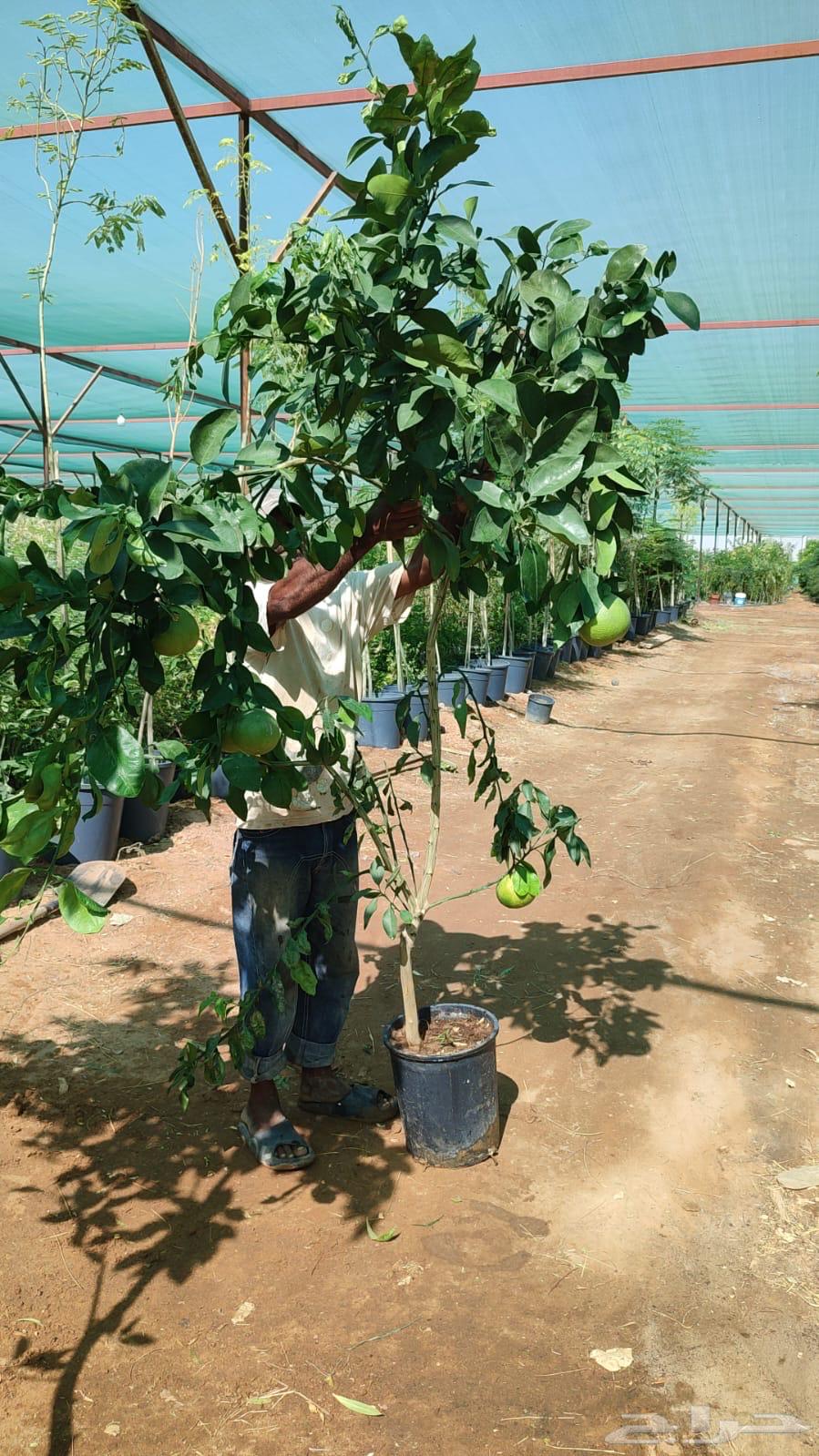 Ghurass Nurseries64530177231875114