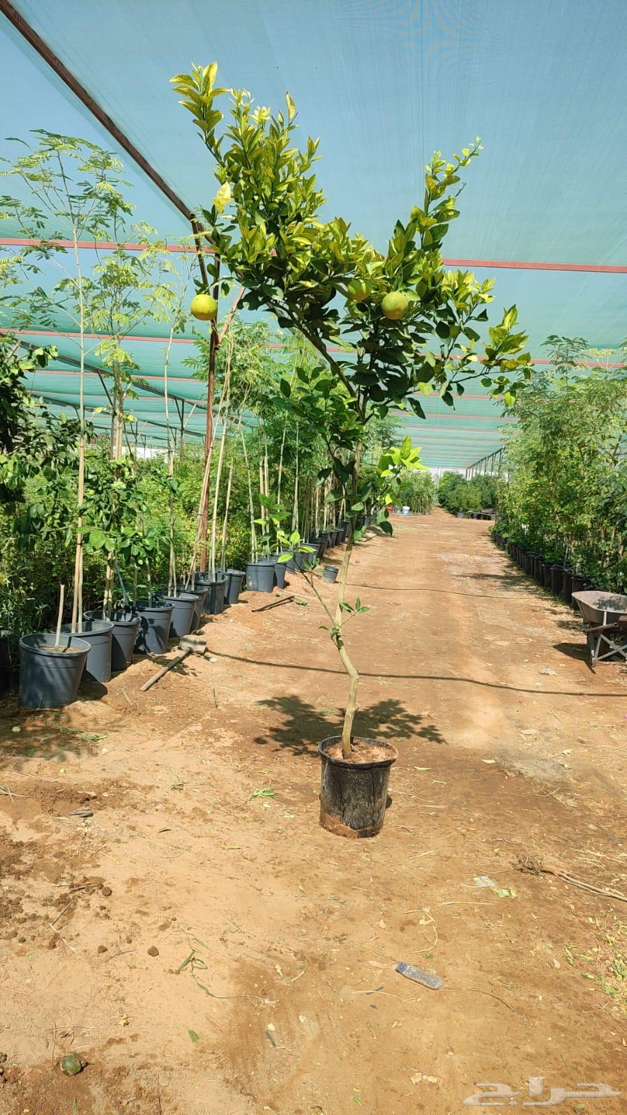 Ghurass Nurseries64530177231875113