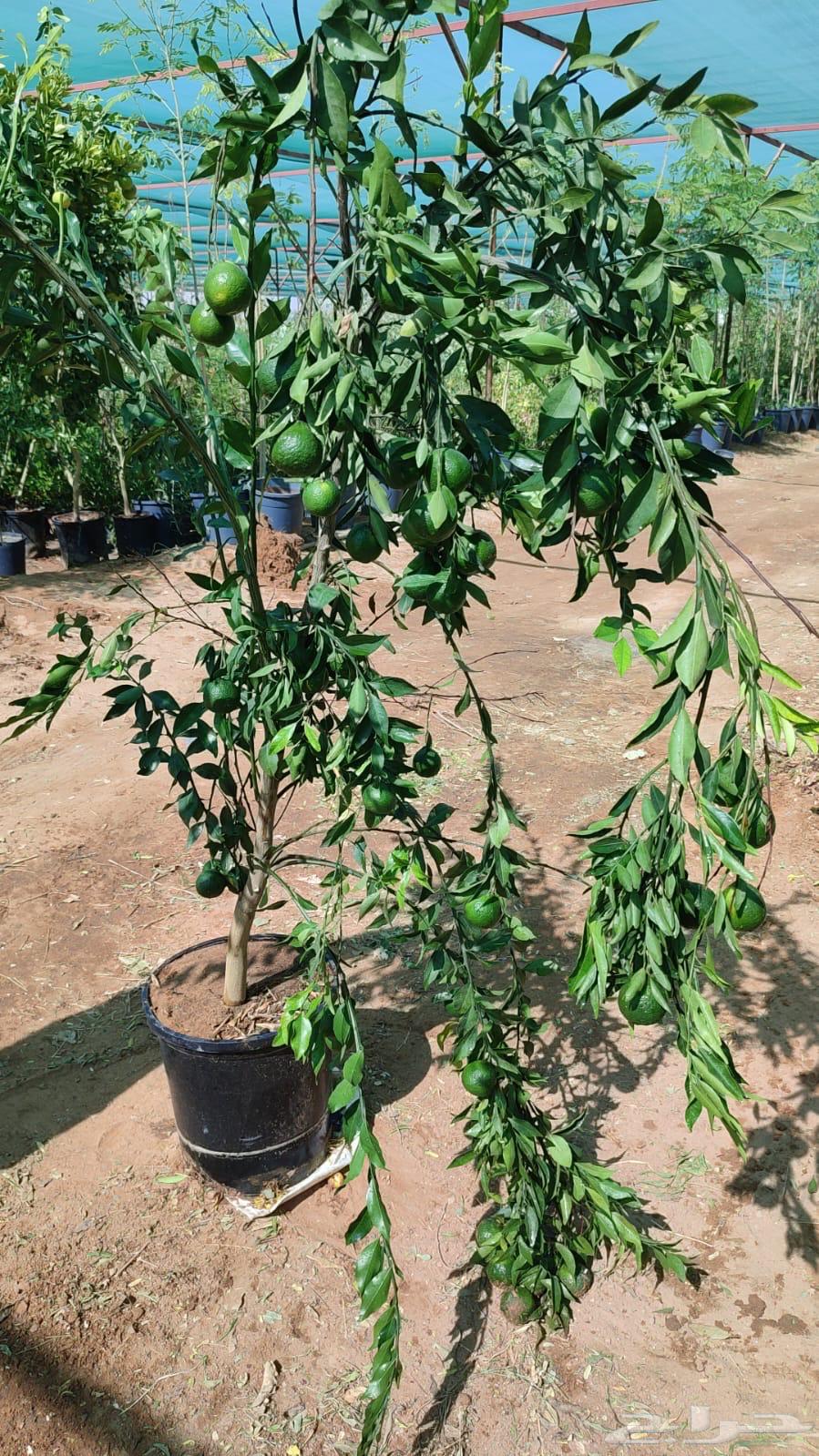 Ghurass Nurseries64530177231875110