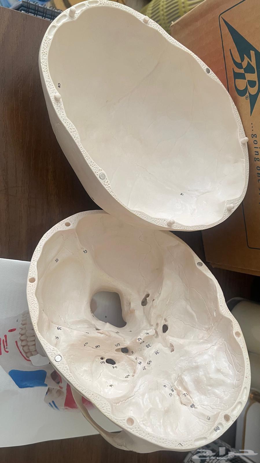 جمجمة تعليم صنع الماني استعمال خفيف جدا كان ه جديد64533747381889114