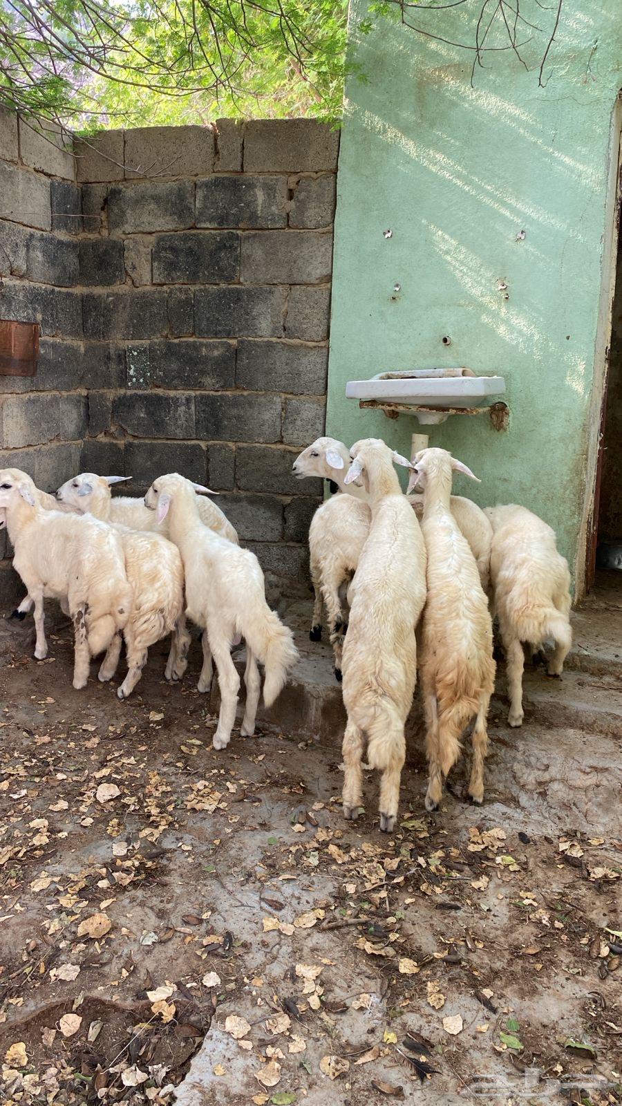 بهم. تربيه حري64529221531906111