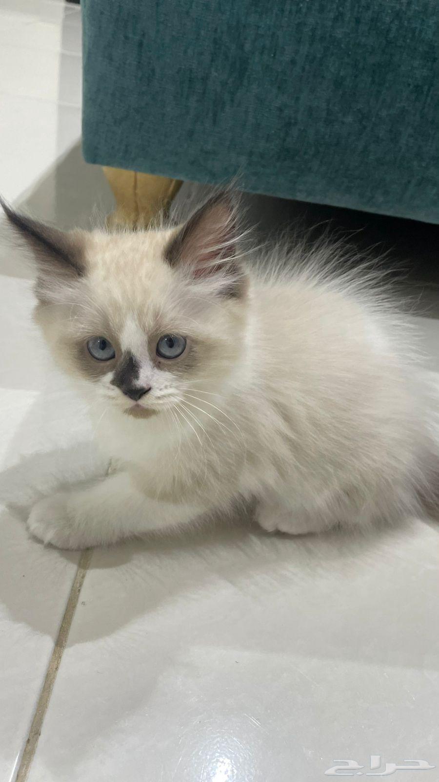 قط ذكر راغدول للبيع64528593784193110