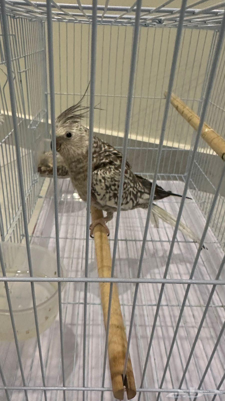 طيور للبيع64533176113666112