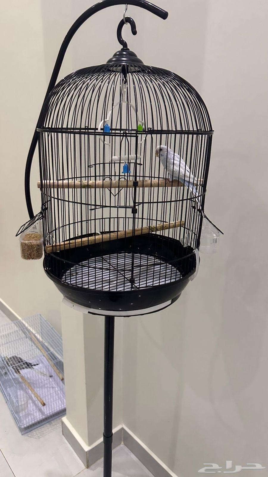 طيور للبيع64533176113666114