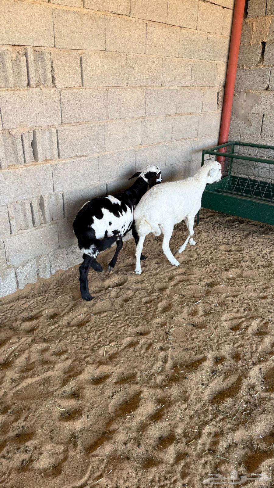 خرفااان هجيين حد غلاااق وطيببه64528666716163111