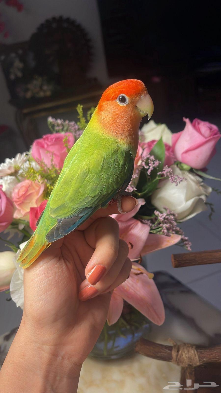 للبيع ببغاء الروز الأليف64530670296833110