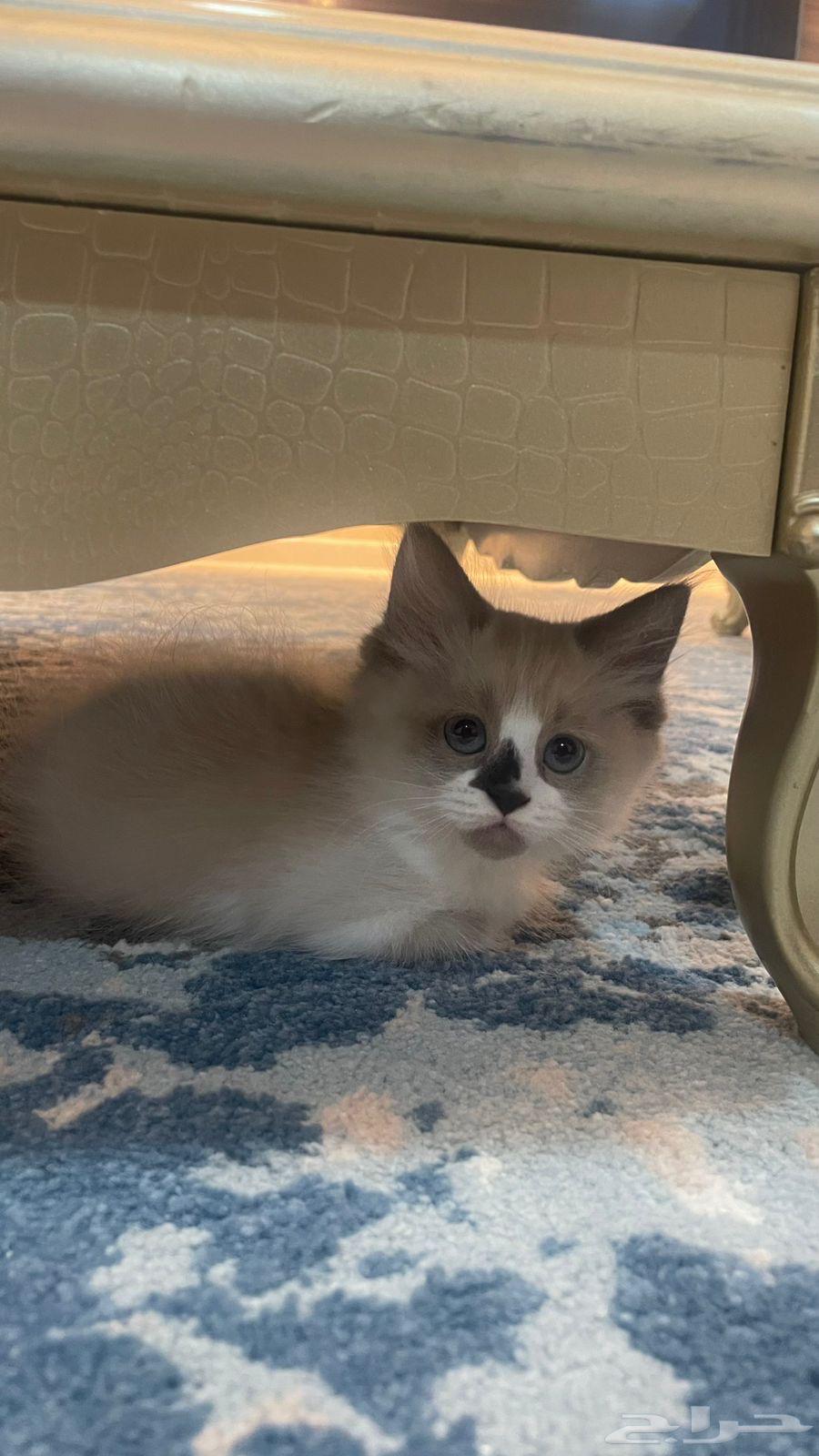 قط ذكر راغدول للبيع64528593784193113