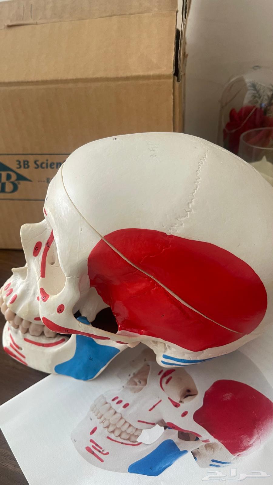 جمجمة تعليم صنع الماني استعمال خفيف جدا كان ه جديد64533747381889112