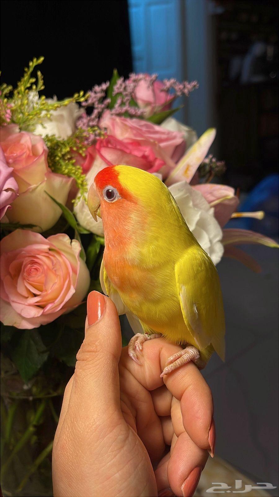للبيع ببغاء الروز64534550582275113
