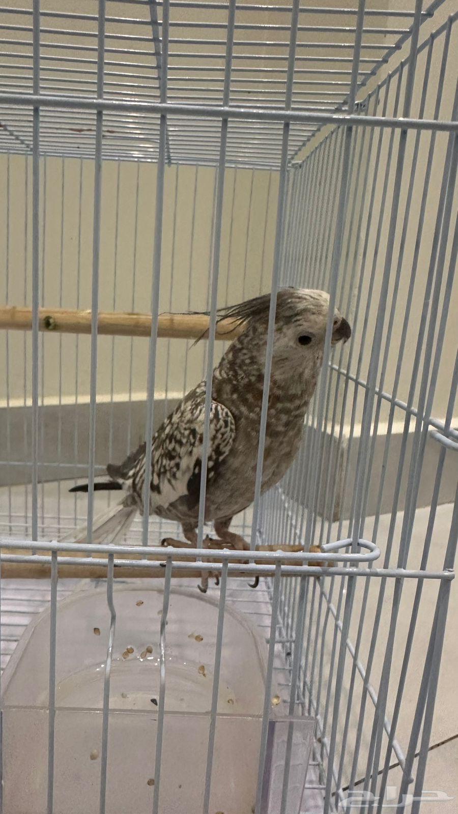 طيور للبيع64533176113666113