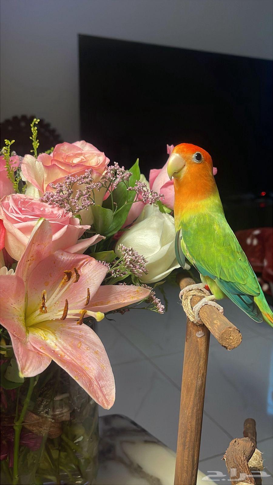 للبيع ببغاء الروز الأليف64530670296833113