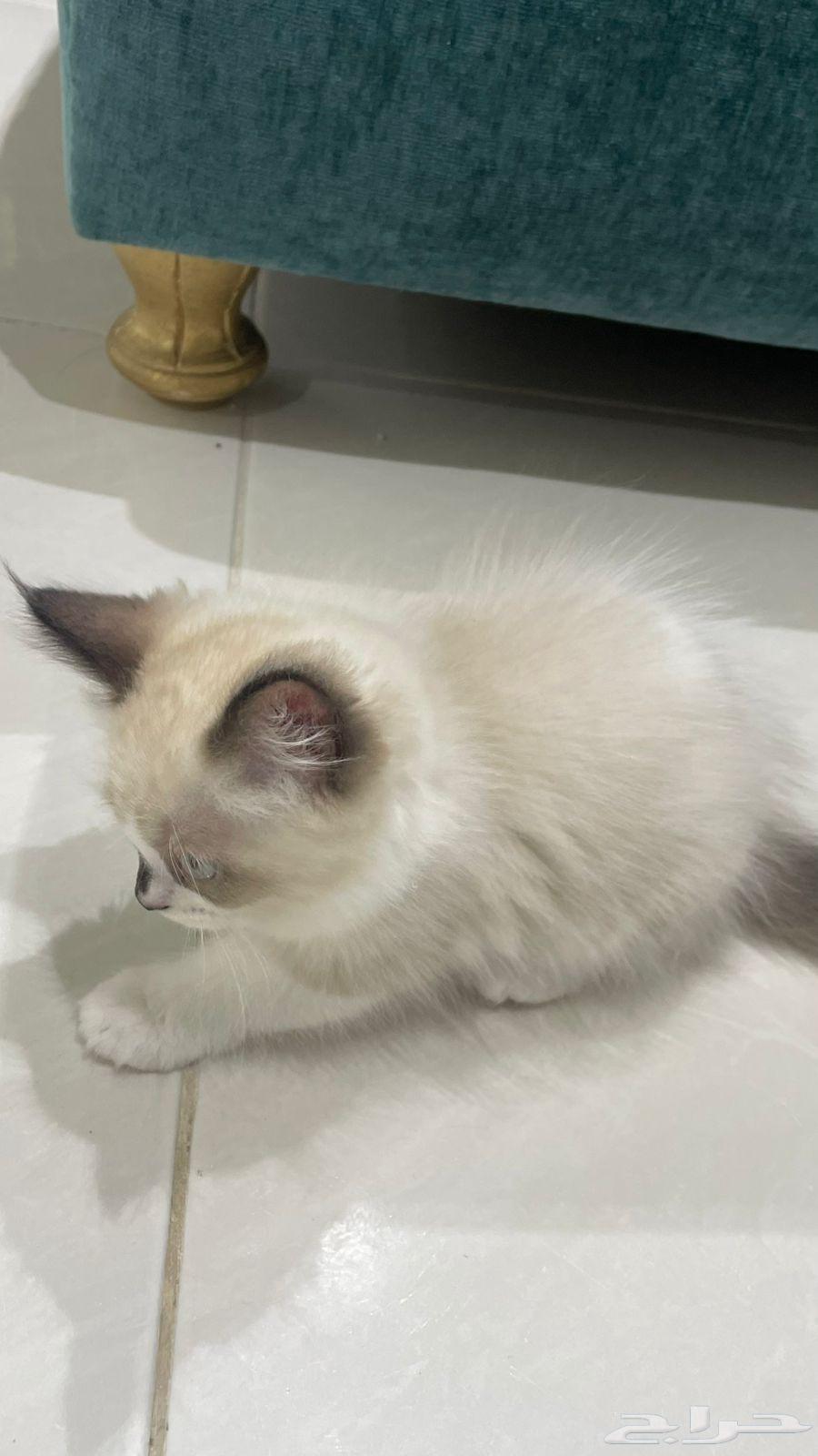 قط ذكر راغدول للبيع64528593784193112