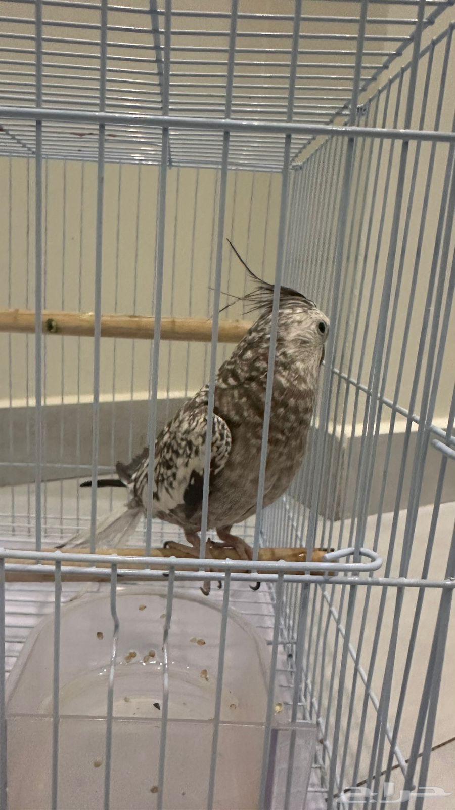 طيور للبيع64533176113666111