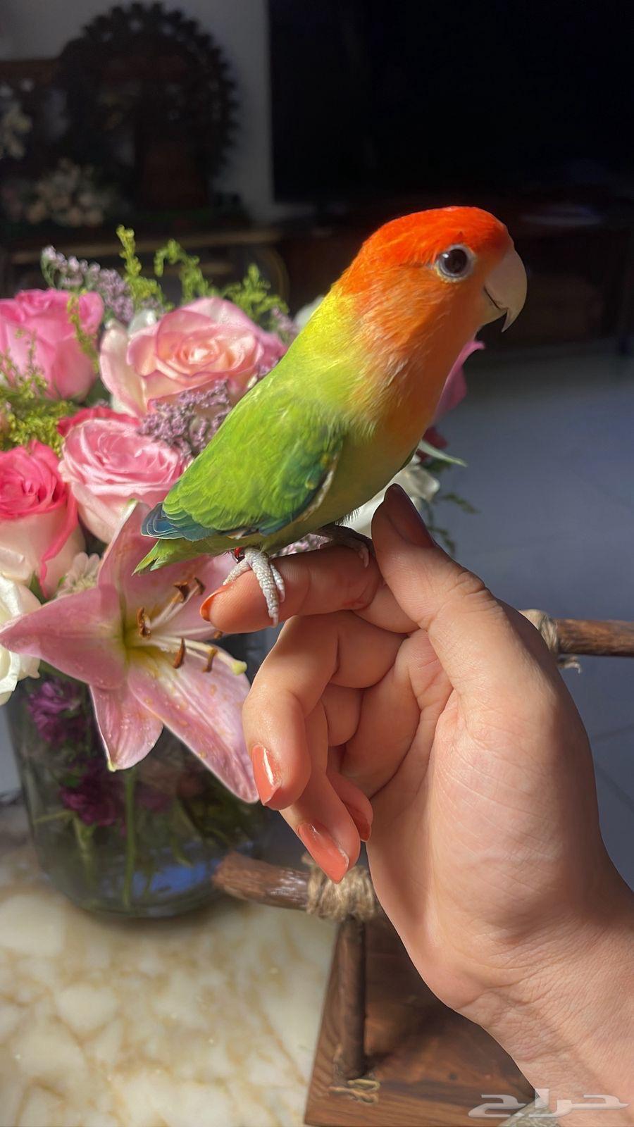 للبيع ببغاء الروز الأليف64530670296833112