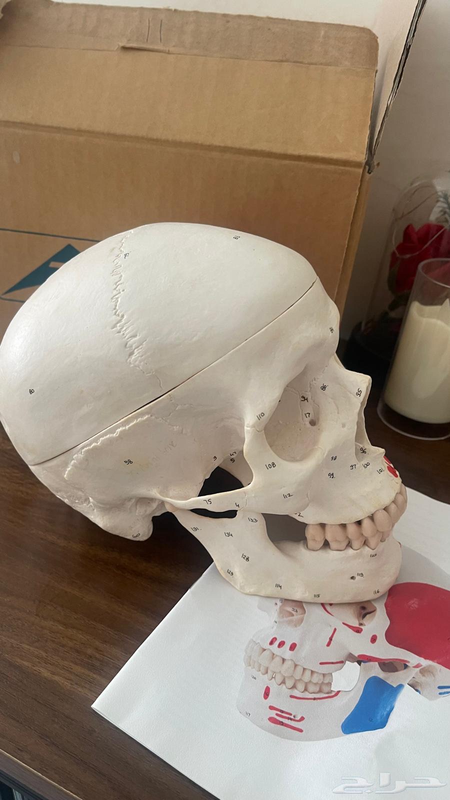 جمجمة تعليم صنع الماني استعمال خفيف جدا كان ه جديد64533747381889111