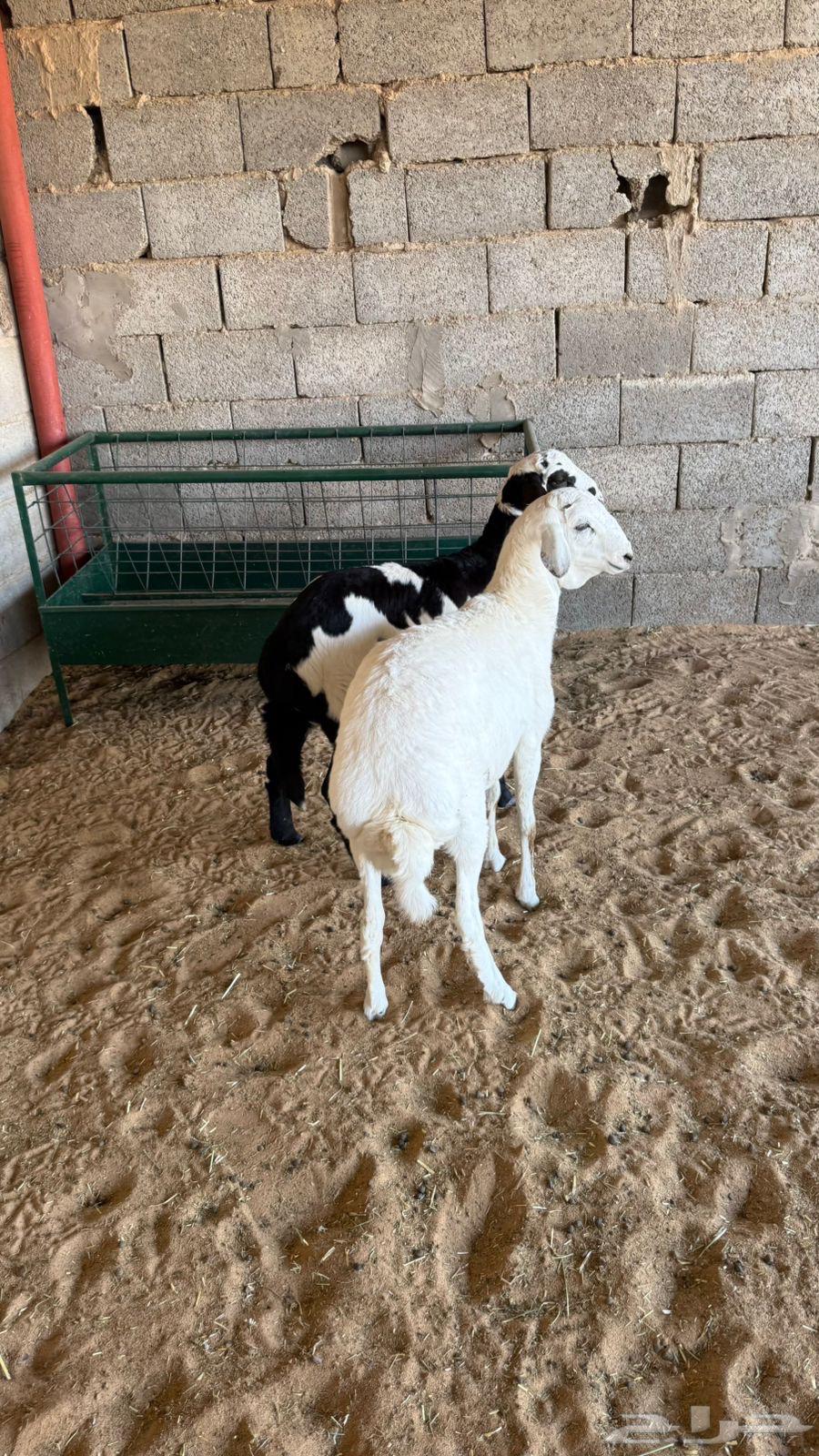 خرفااان هجيين حد غلاااق وطيببه64528666716163110