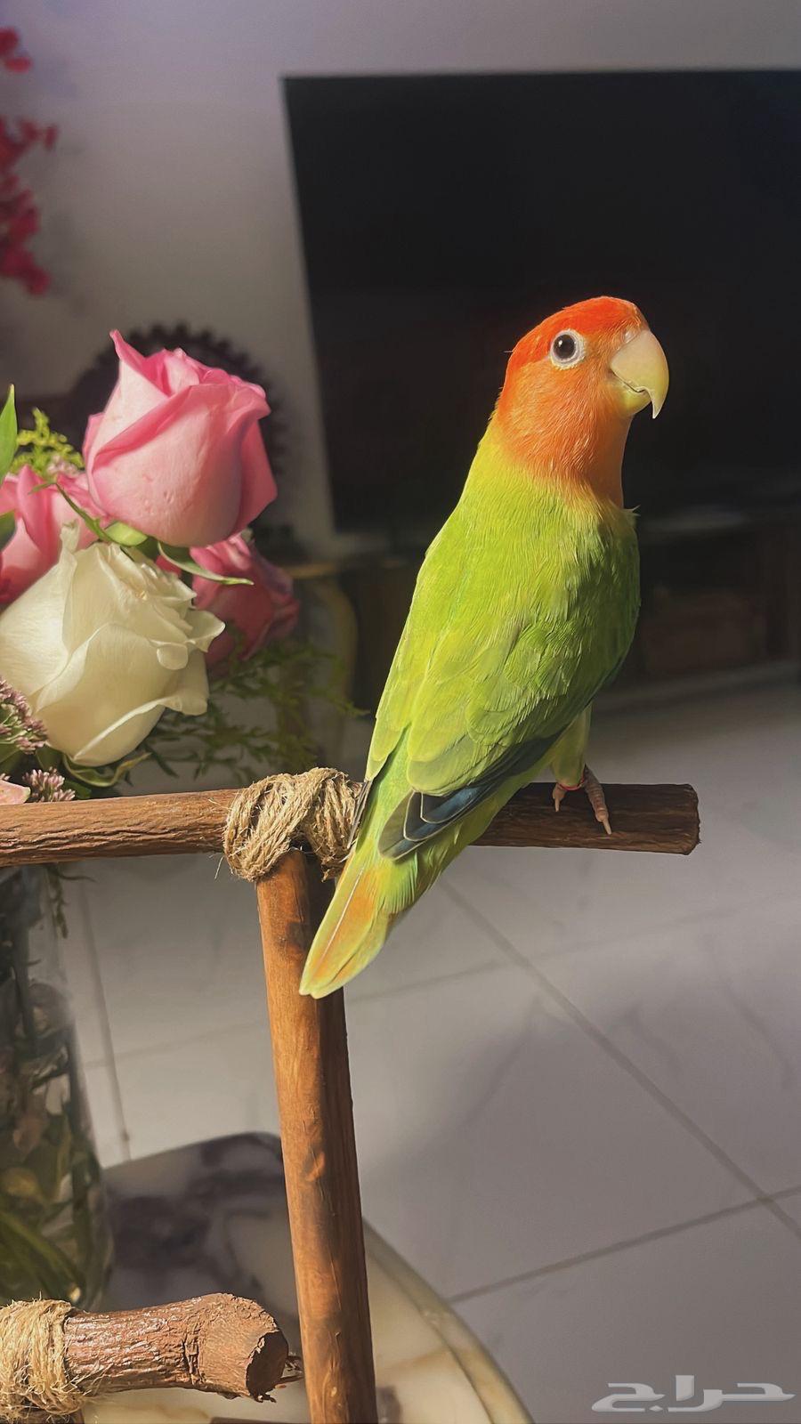 للبيع ببغاء الروز الأليف64530670296833114