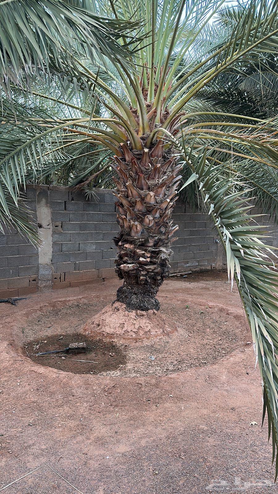 Planting and cultivating palm trees and trees64246883460865110