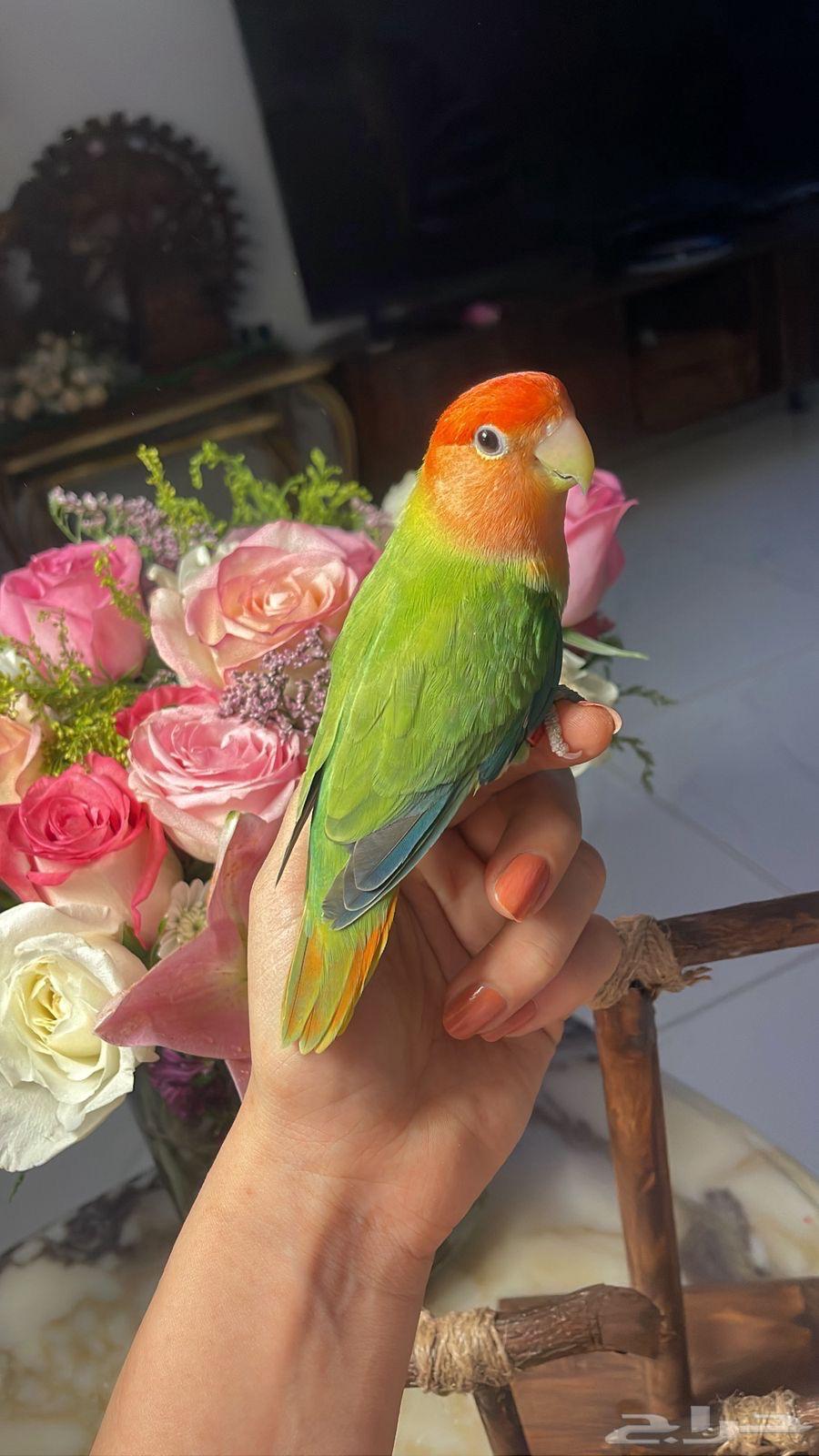 للبيع ببغاء الروز الأليف64530670296833111