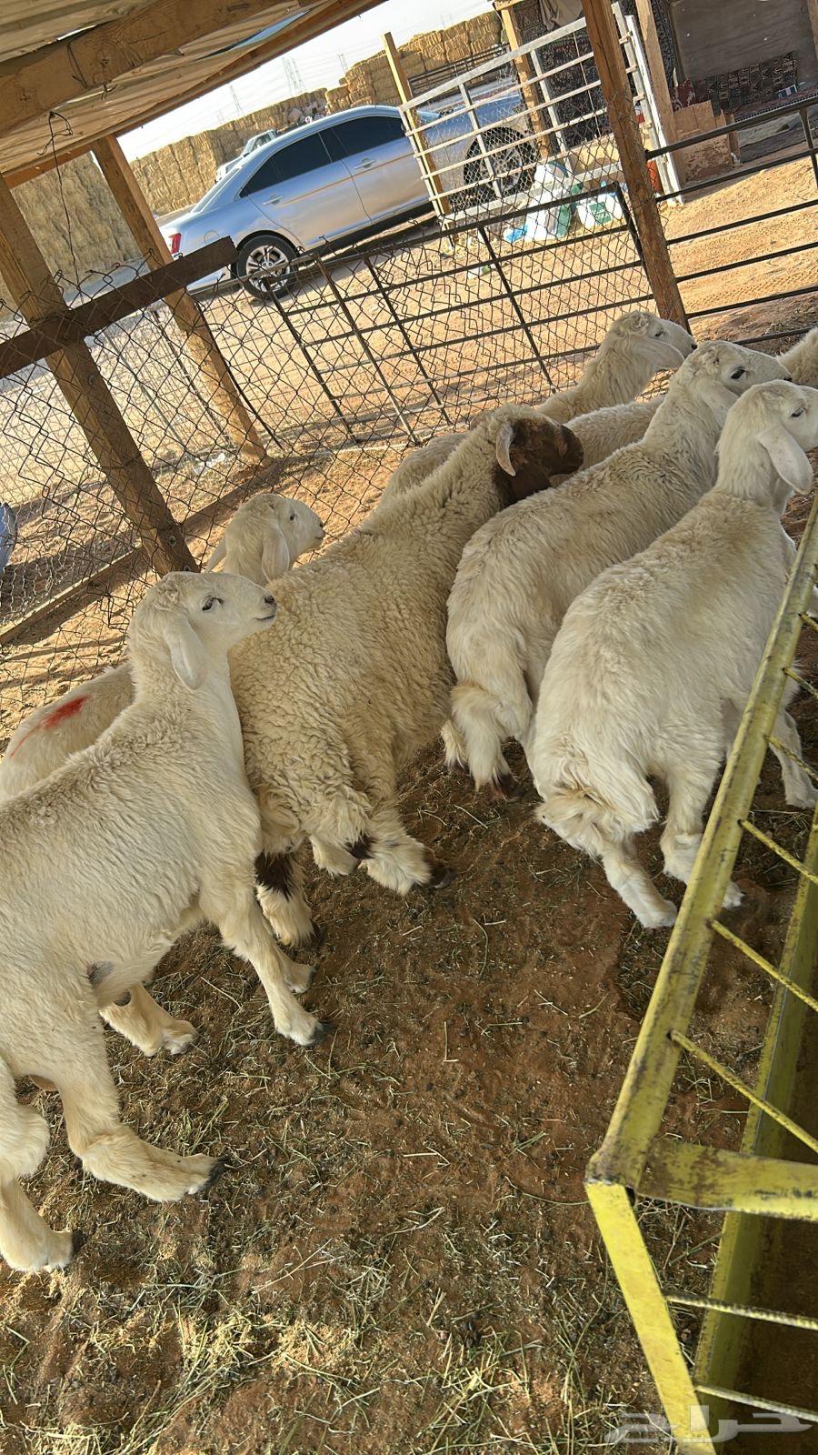 Slaughters with butchering and delivery, Naeem Al-Hari64530954168705114