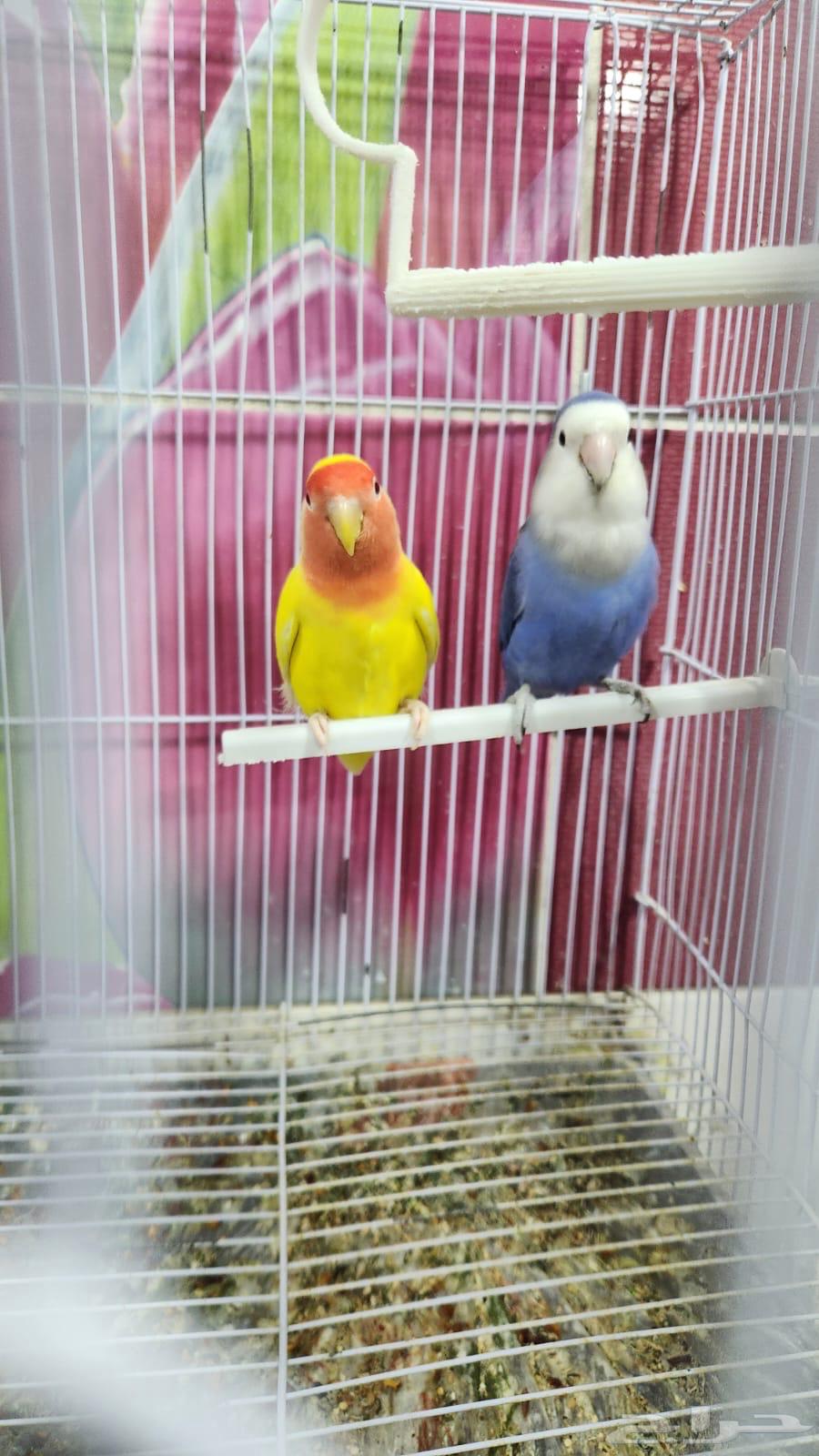 Bird of the Day Product64530135316865110