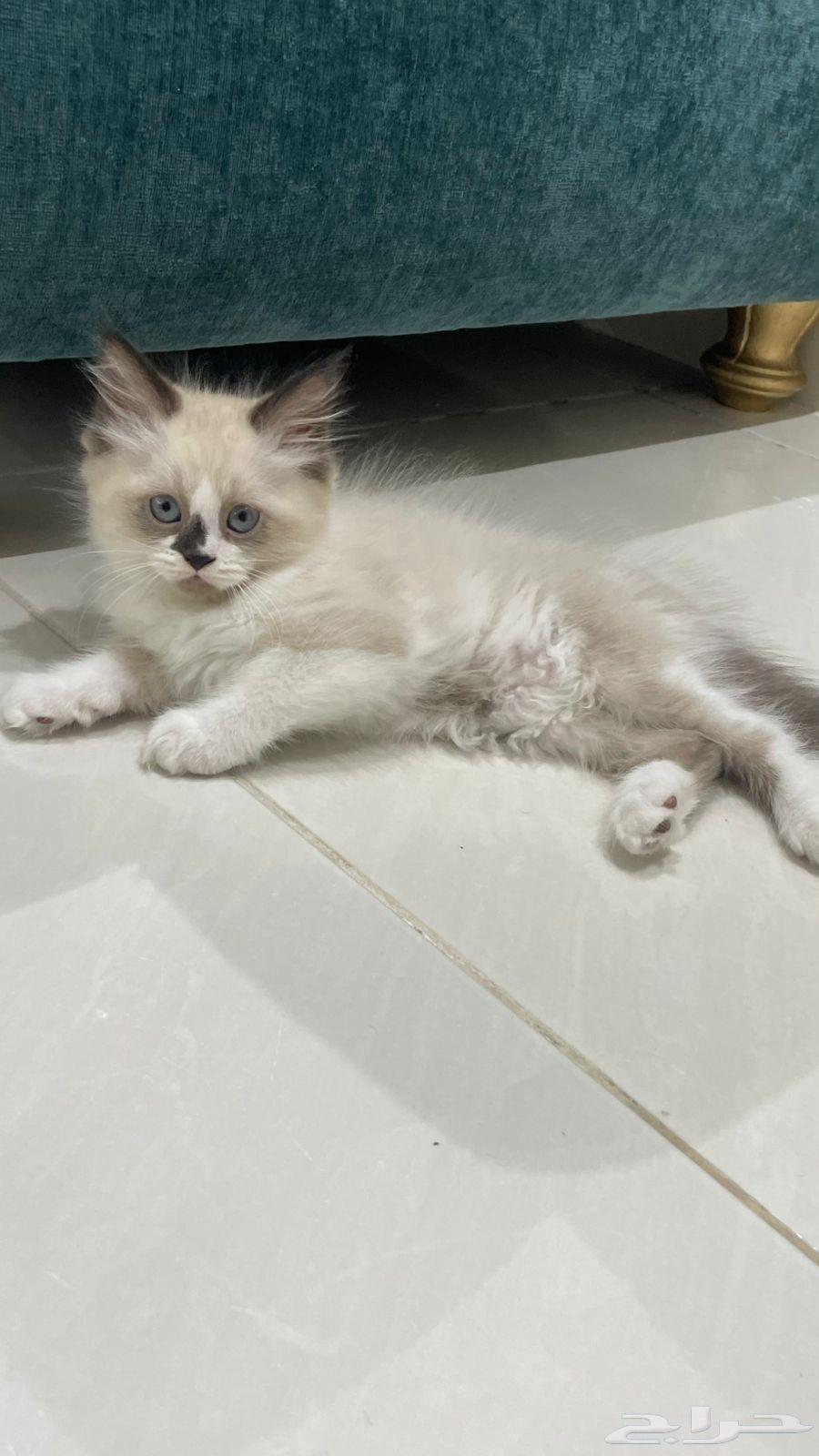 قط ذكر راغدول للبيع64528593784193111