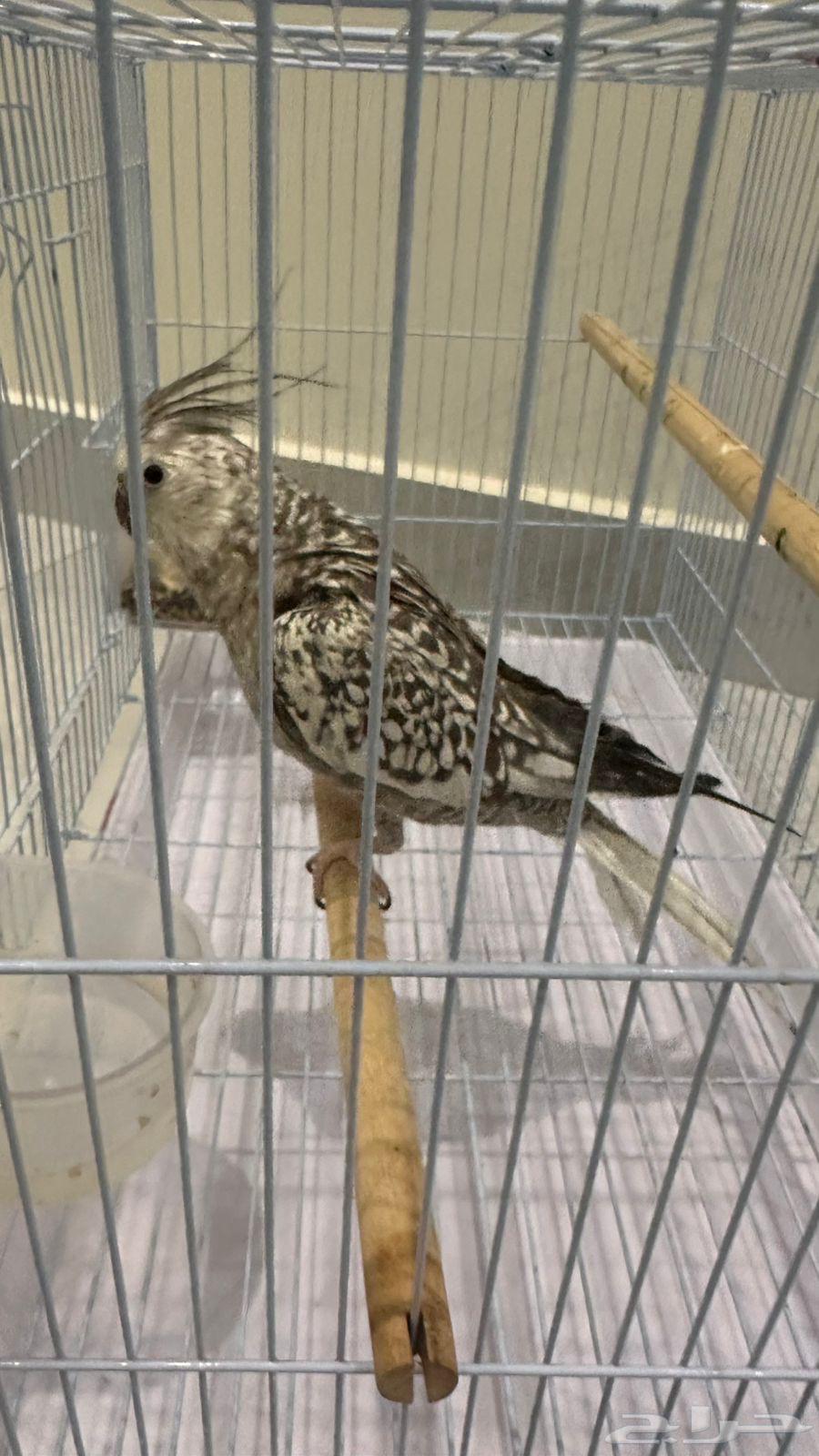 طيور للبيع64533176113666110