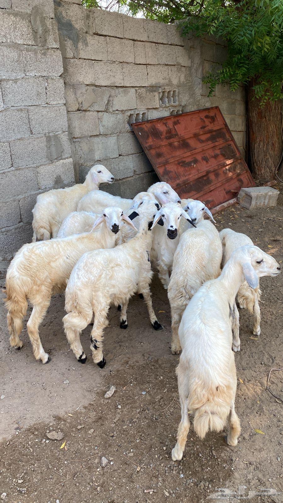 بهم. تربيه حري64529221531906110