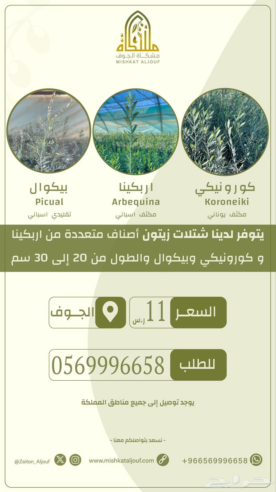 بدأ موسم زراعة الزيتون ومتوفر لدينا شتلات64533930279937111