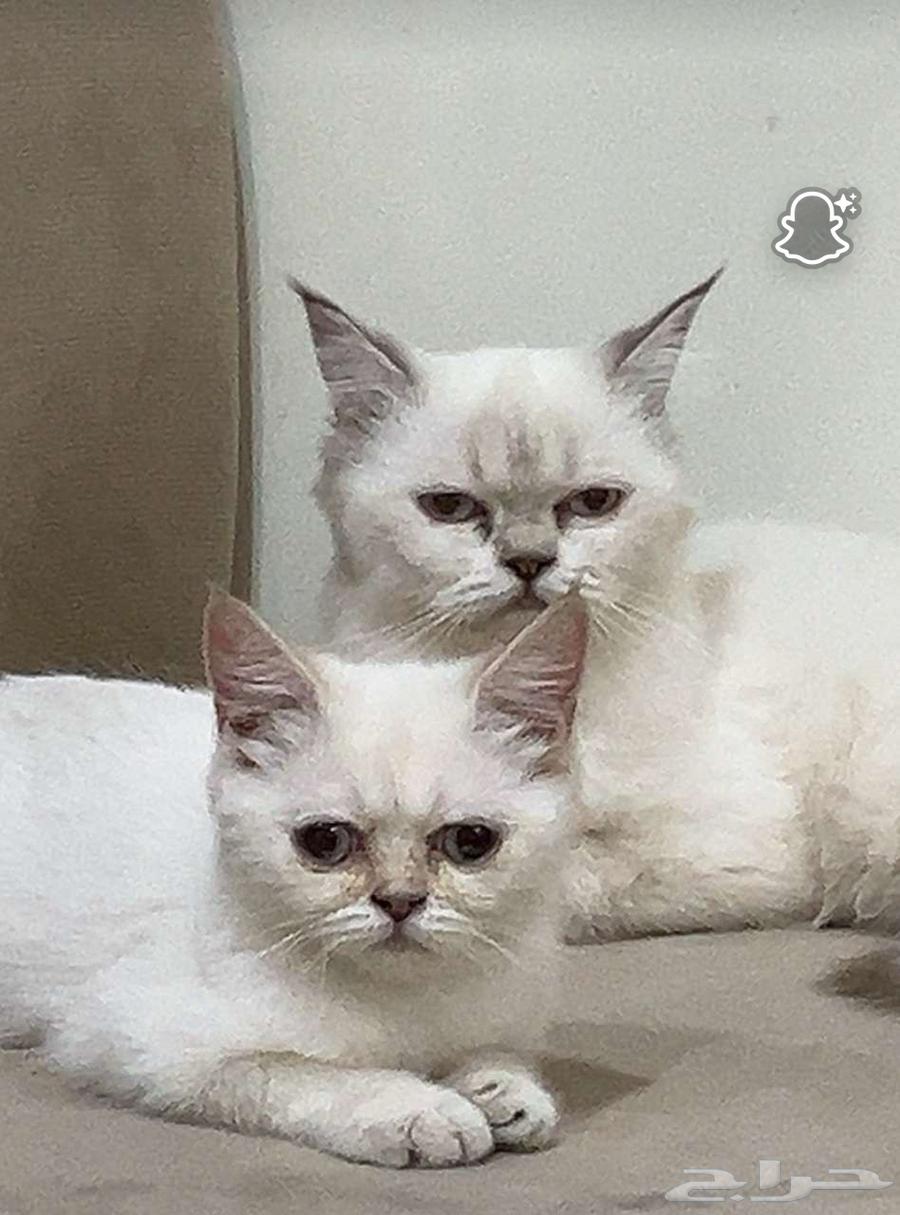 قطط للبيع64527642173442112