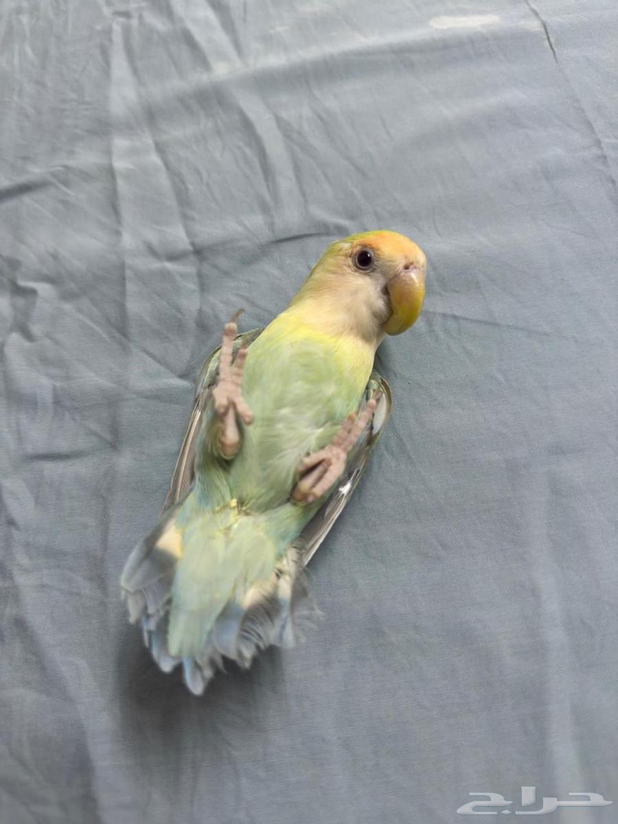 Rose Ringed Parakeet - Rare Fallow Mutation (Sold)64534155890947111