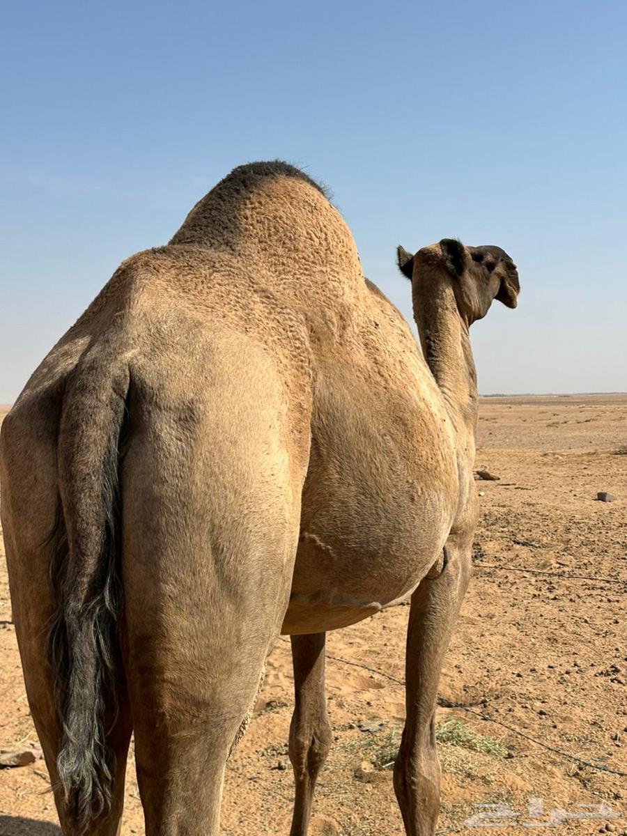 للبيع ناقه64529698060803111