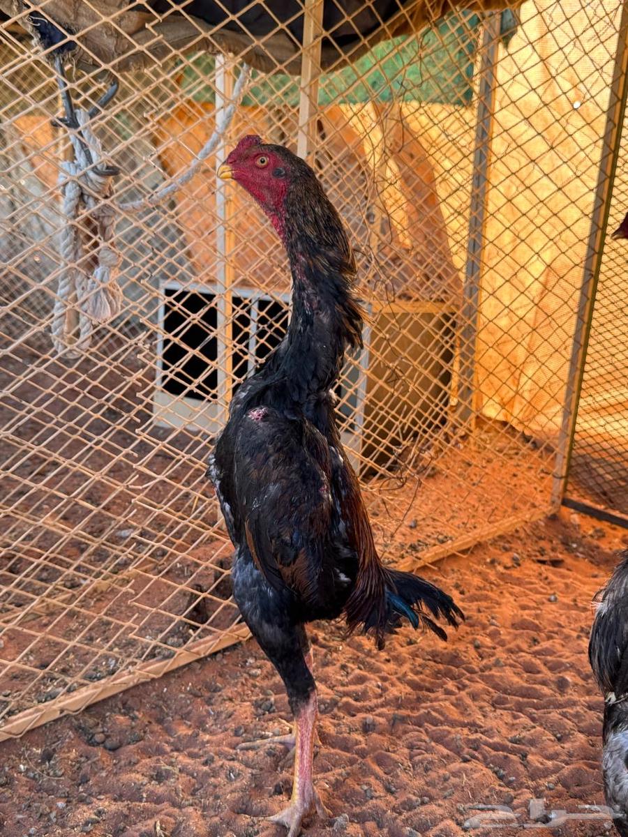 فروخ ياباني مستوى عالمي تم البيع64531040021506112