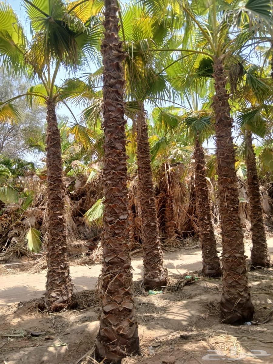 There are palm trees and shantouni throughout64532339735554110