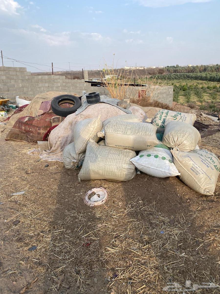 Sheep manure64534505004417110