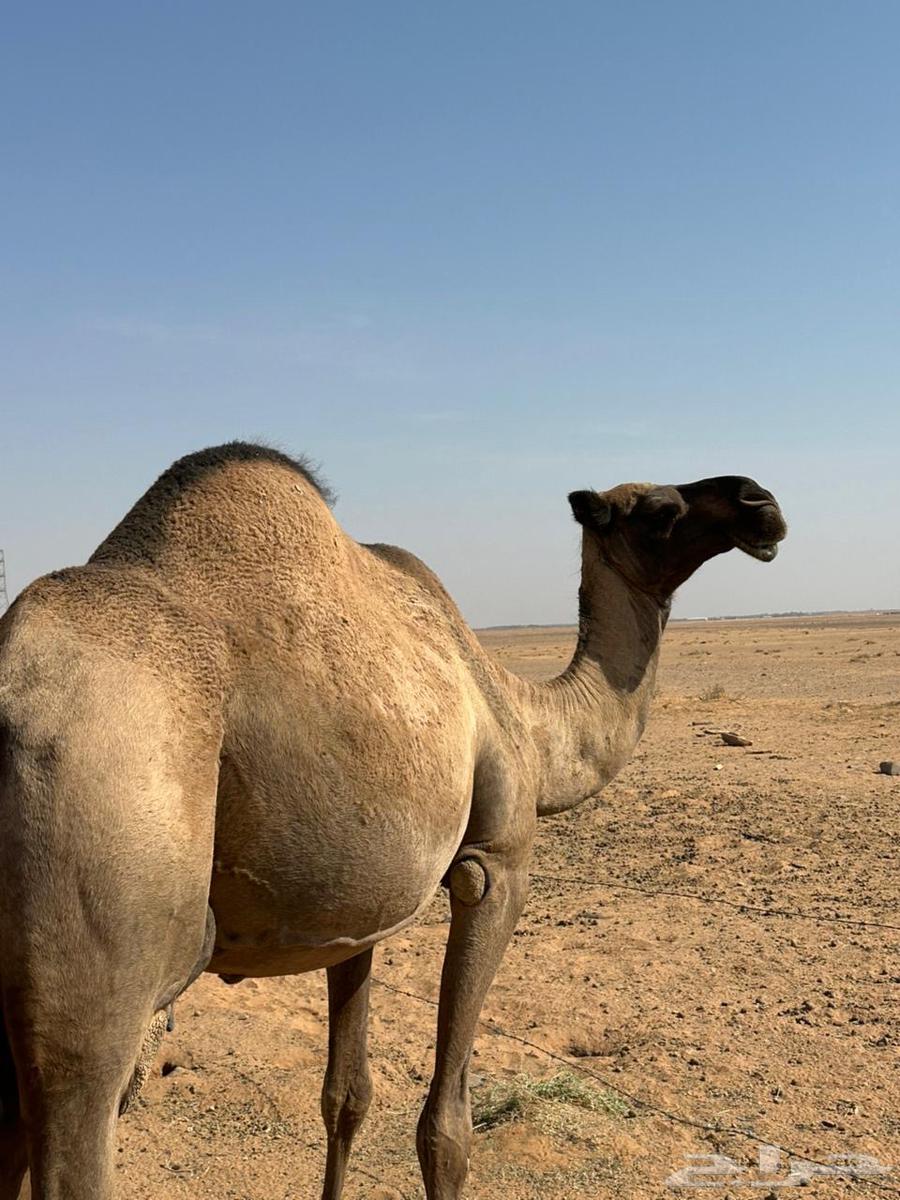 للبيع ناقه64529698060803110