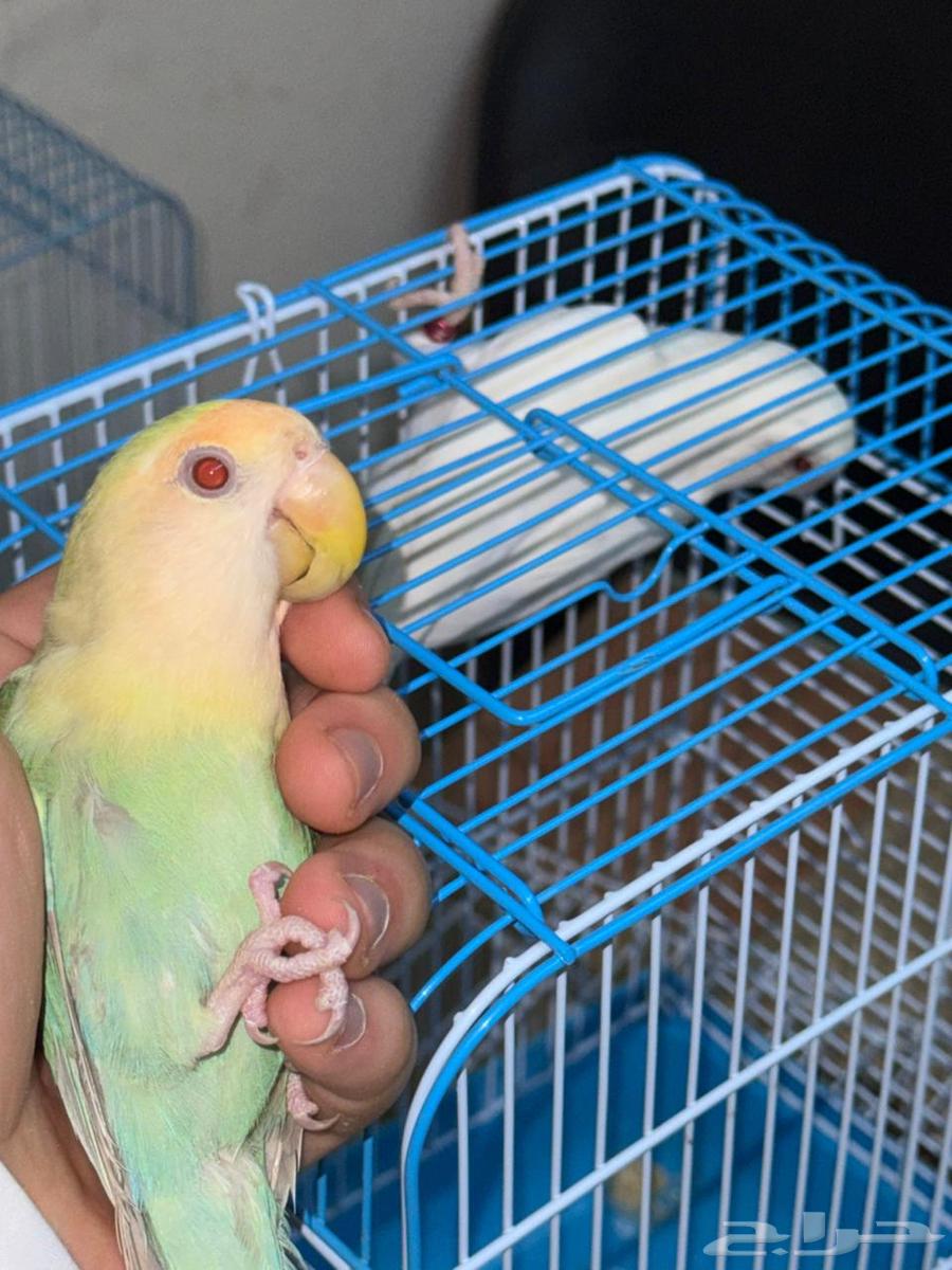 Rose Ringed Parakeet - Rare Fallow Mutation (Sold)64534155890947113