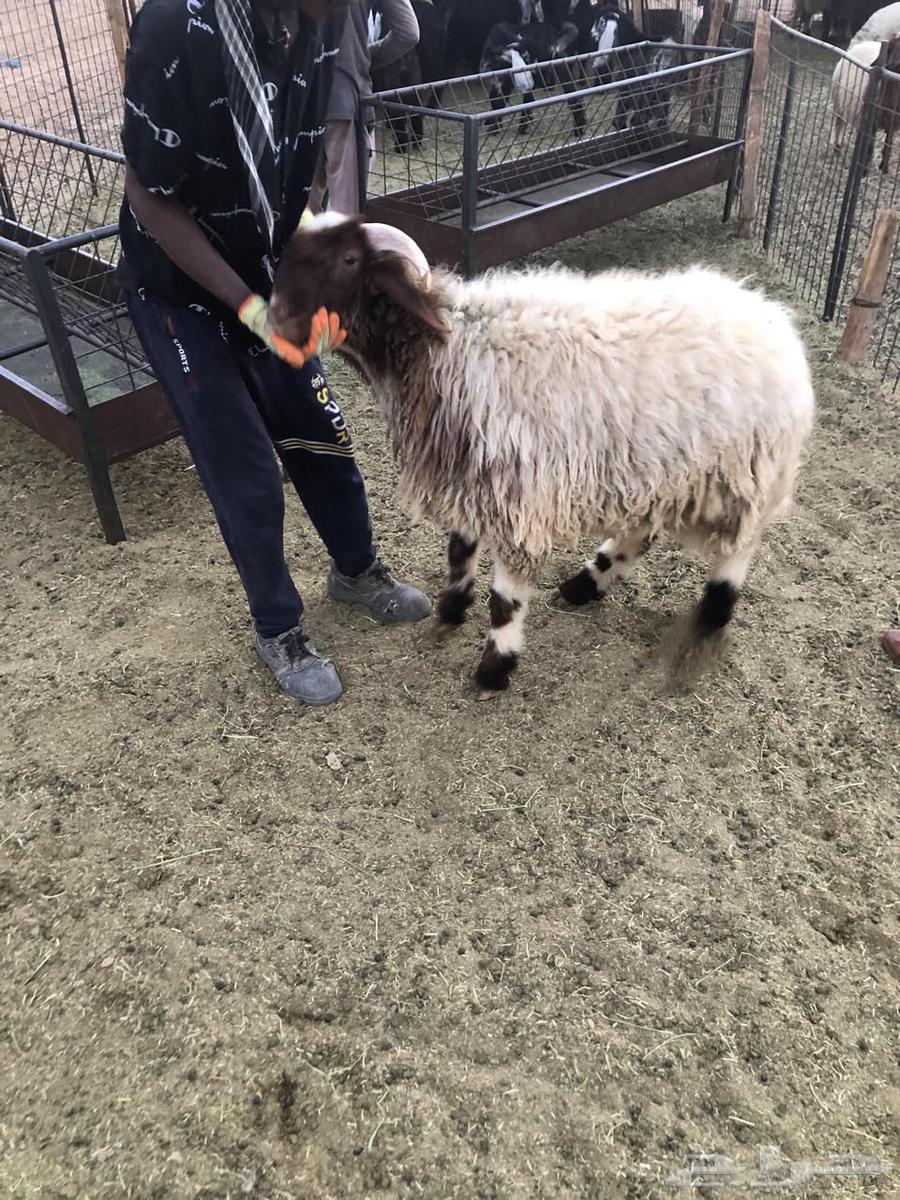 للبيع ذبايح نعيم بلدي64529021583105112