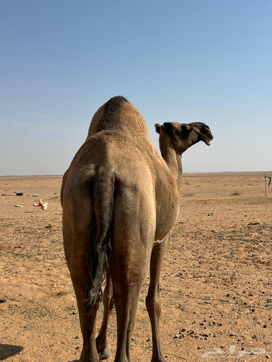 للبيع ناقه64529698060803112