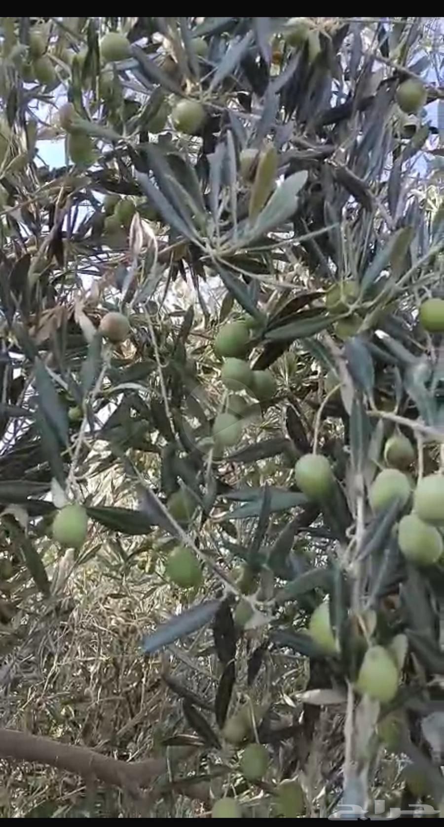 زيتون للبيع انتاج مزرعه كامل64528865008258110