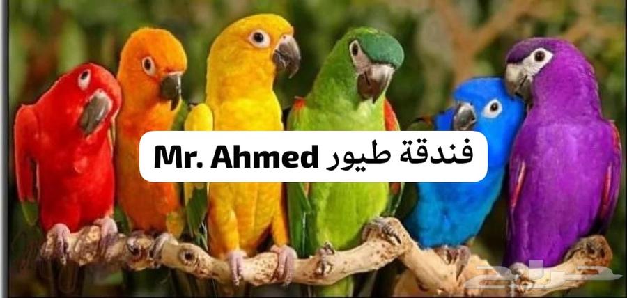 فندقة طيور بأقل الاسعار64535118826883112