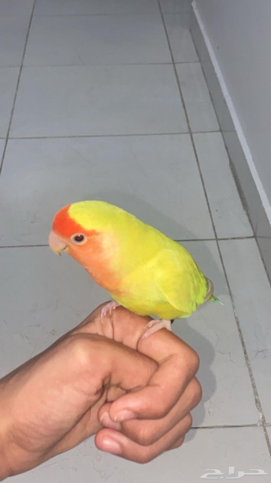 طير روز وليف64542700263810110